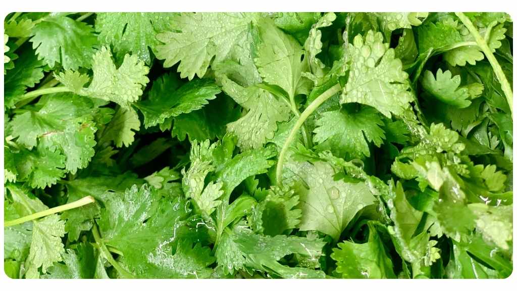 nutritive herb cilantro