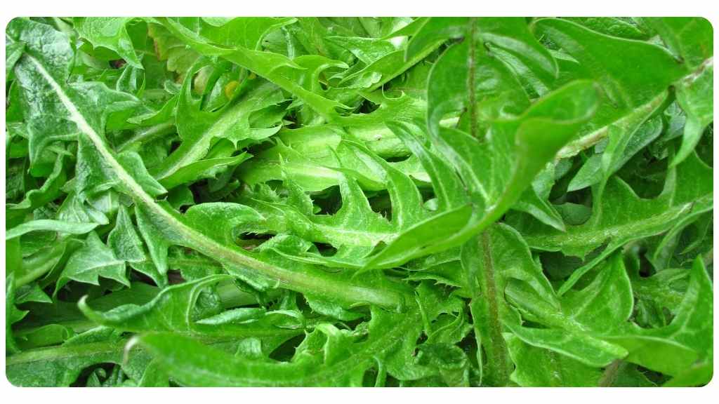 nutritive herb dandelion