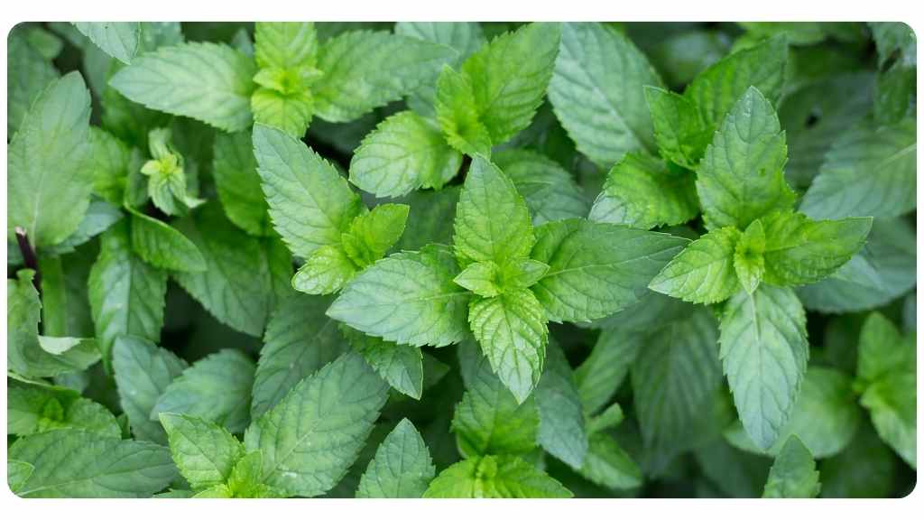 nutritive herb mint family