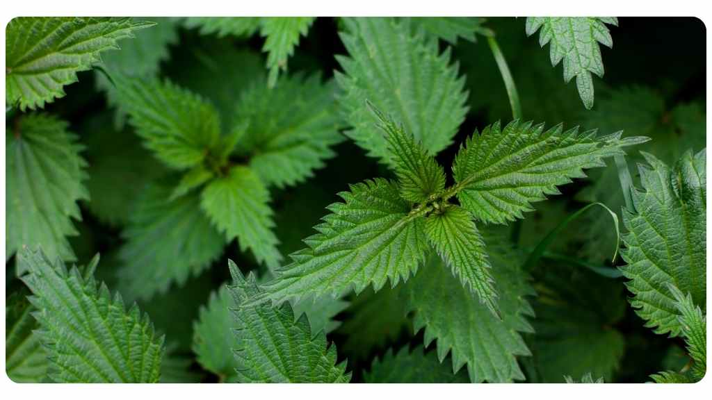 nutritive herb nettle