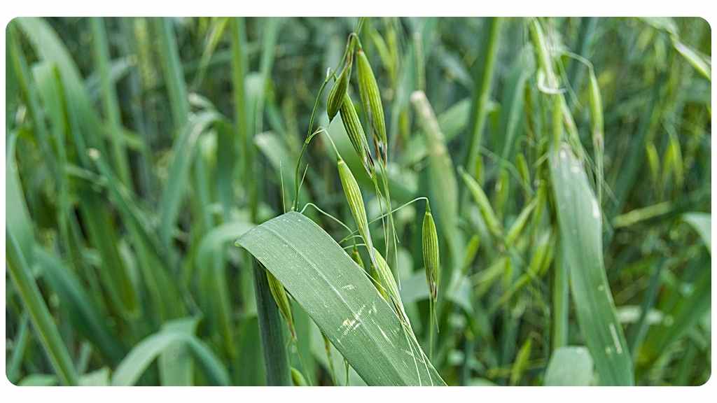 nutritive herb oats