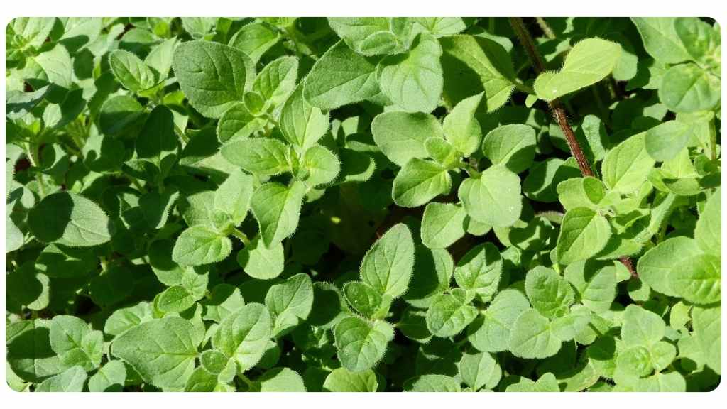 nutritive herb oregano
