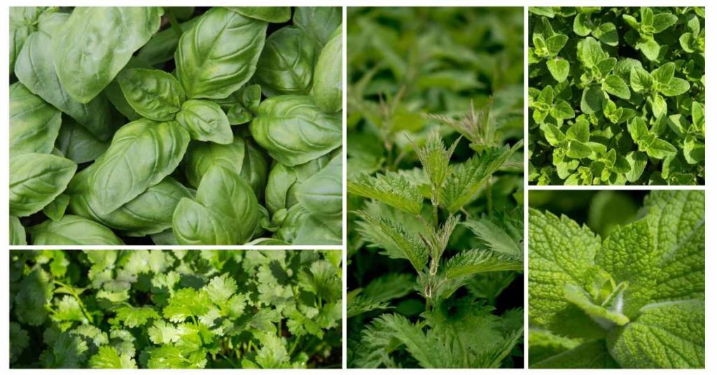 nutritive herbs overveiw