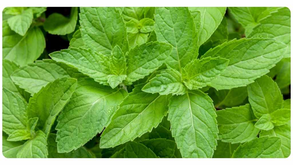 nutritive herb peppermint