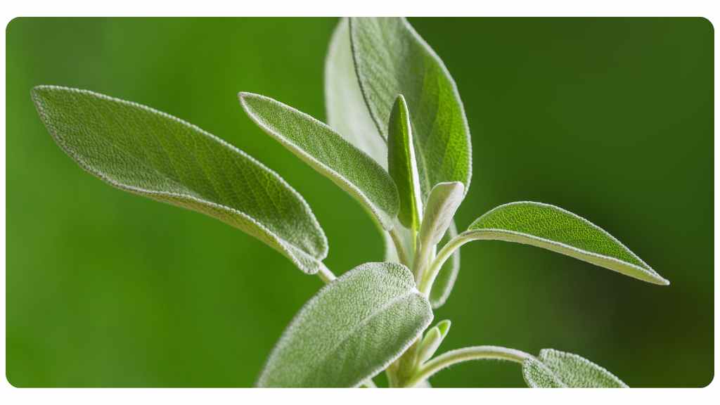 nutrient rich sage