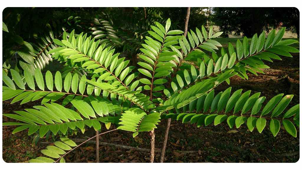 tongkat ali dosage and FAQs