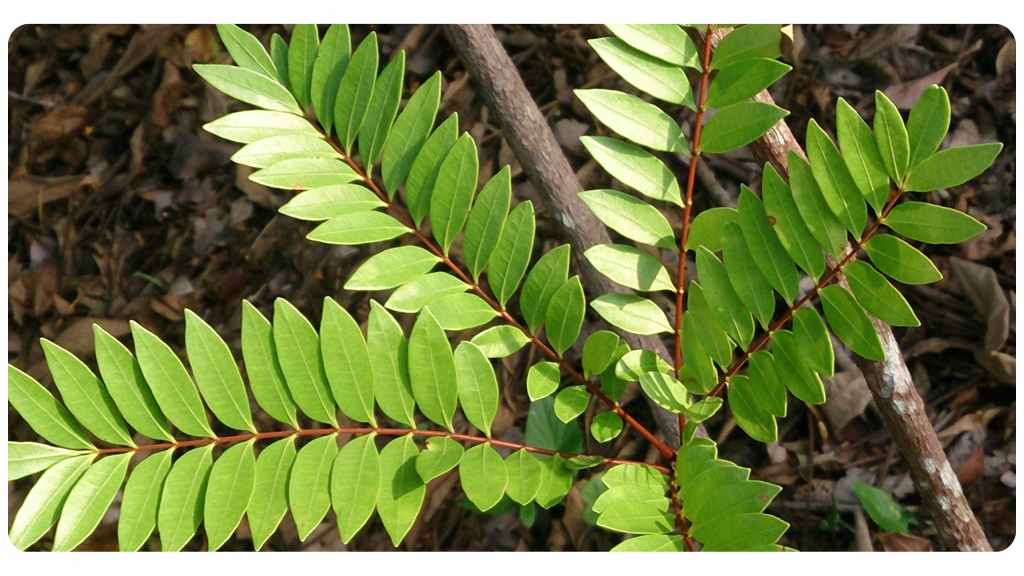 tongkat ali - natural testosterone booster