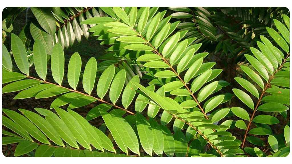 tongkat ali benefits for testosterone
