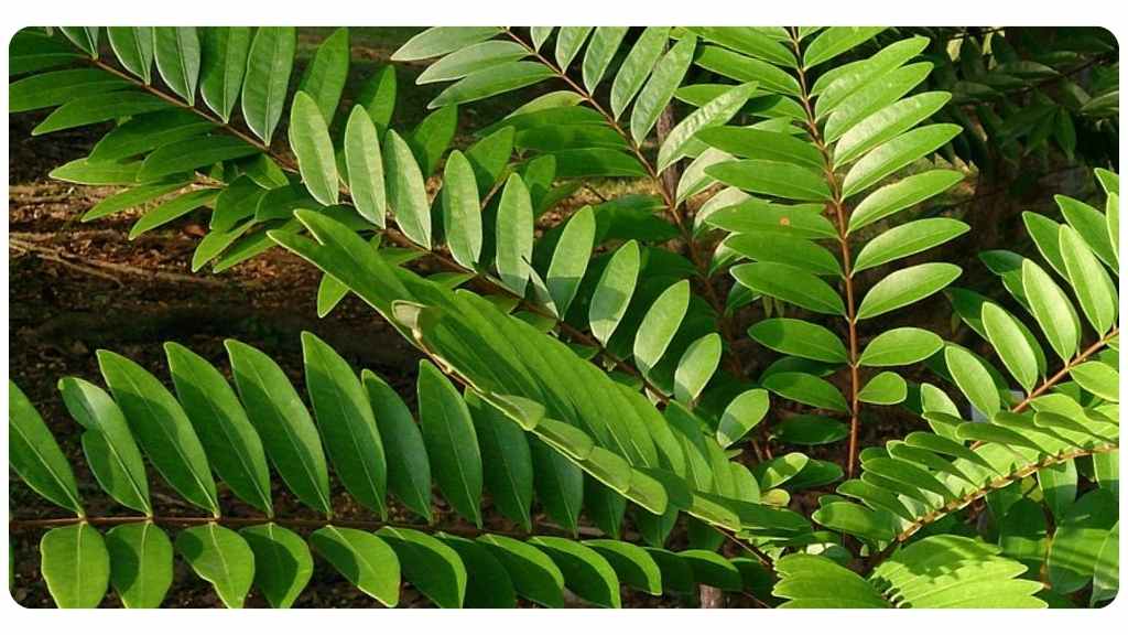 Eurycomanone benefits