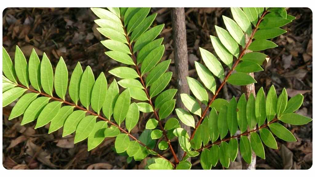 eurycomanone extract benefits