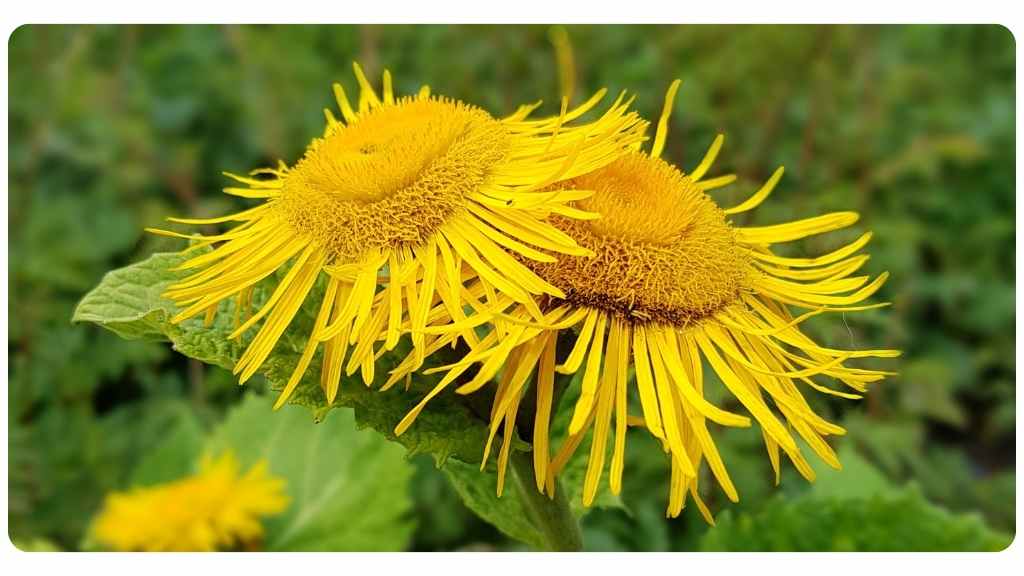 elecampane tea as an effective cough remedy
