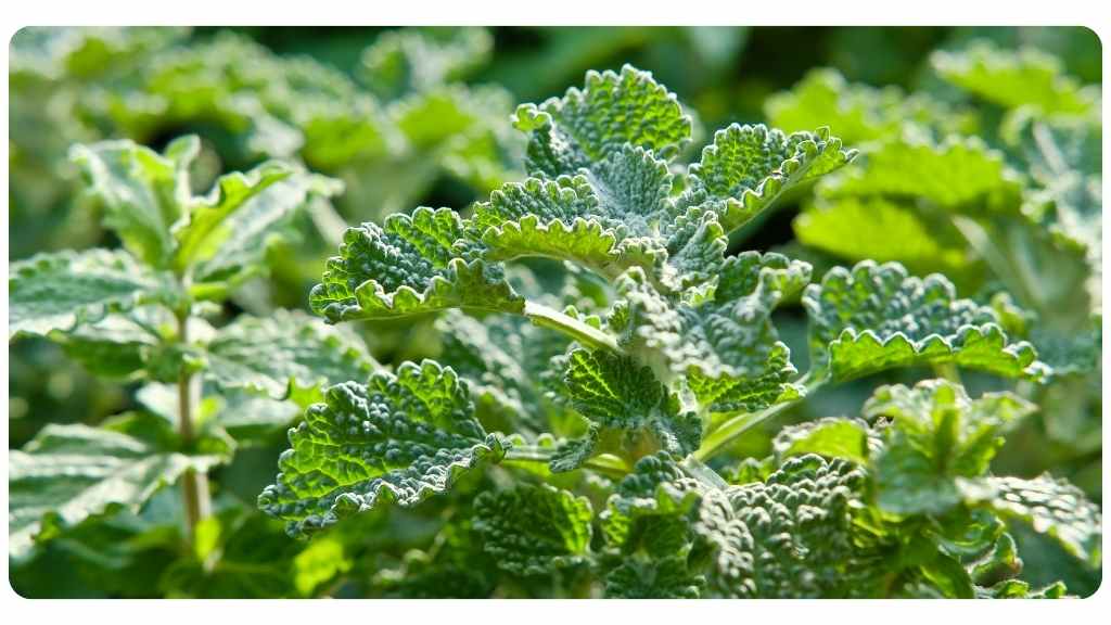 horehound tea for bronchitis