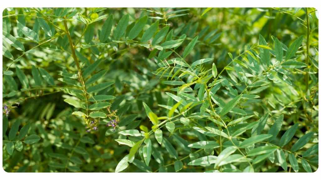 licorice root tea for coughs