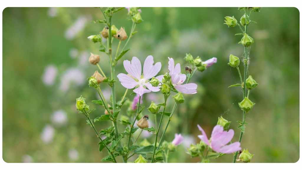 marshmallow root tea health benefits