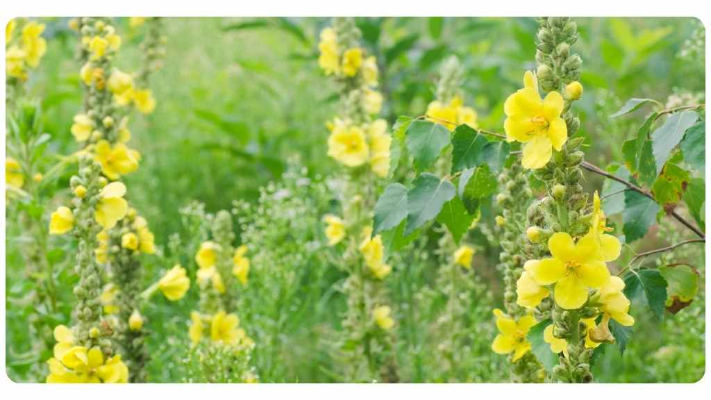 mullein tea for throat inflammation