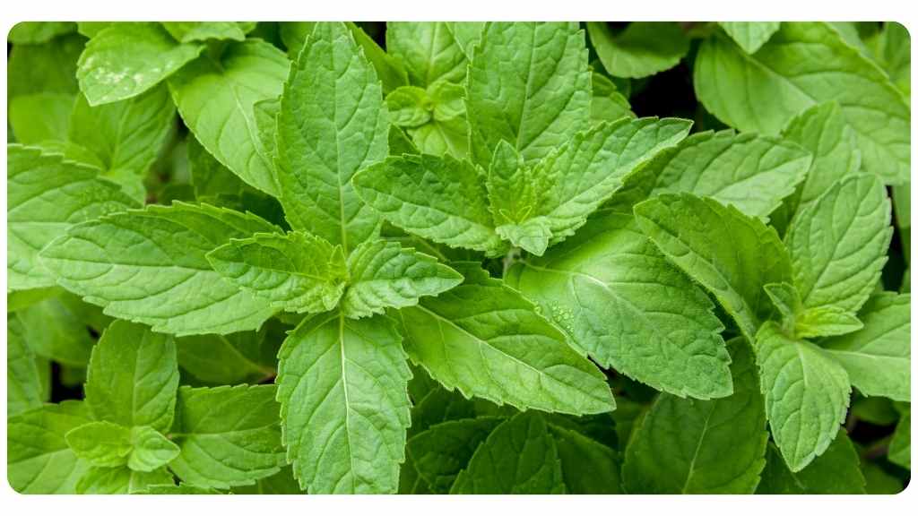 peppermint tea for cough and common cold symptoms