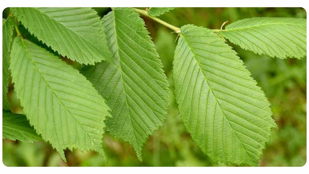 natural remedy of slippery elm tea for soothing coughs