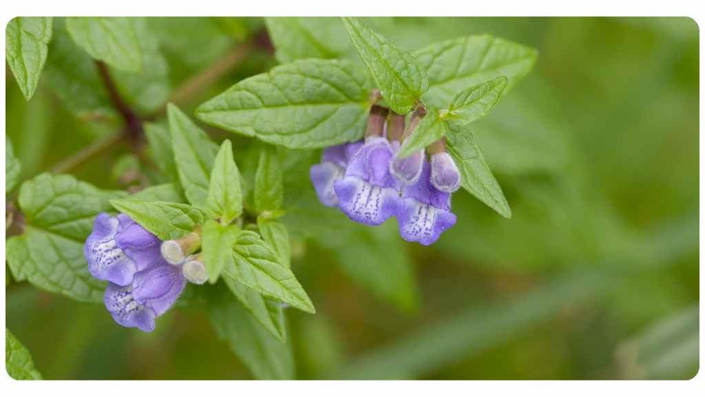 the best teas for sleep - American Skullcap