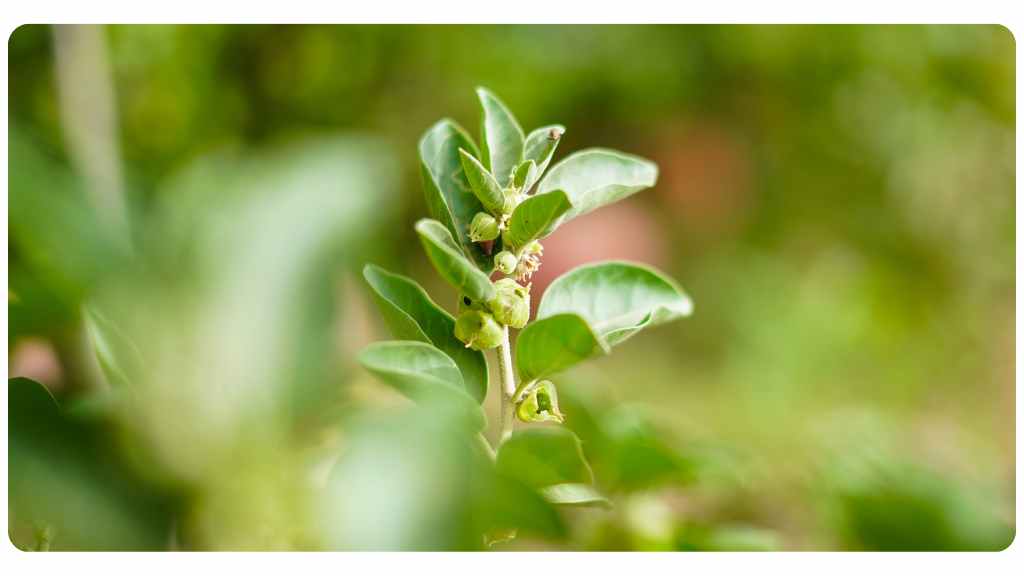 ashwagandha tea for a better night's sleep