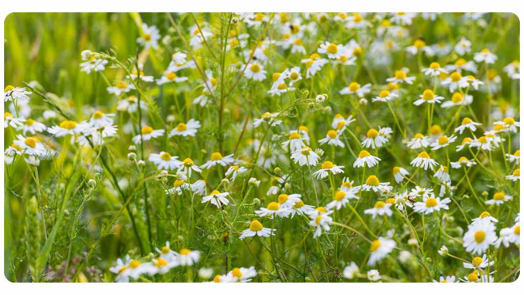 chamomile tea to help insomnia