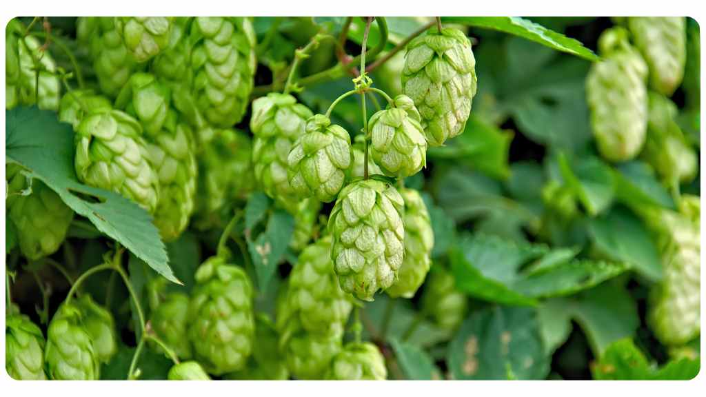 hops tea for sleep