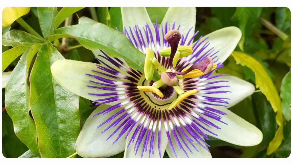 passion flower tea for inducing sleep
