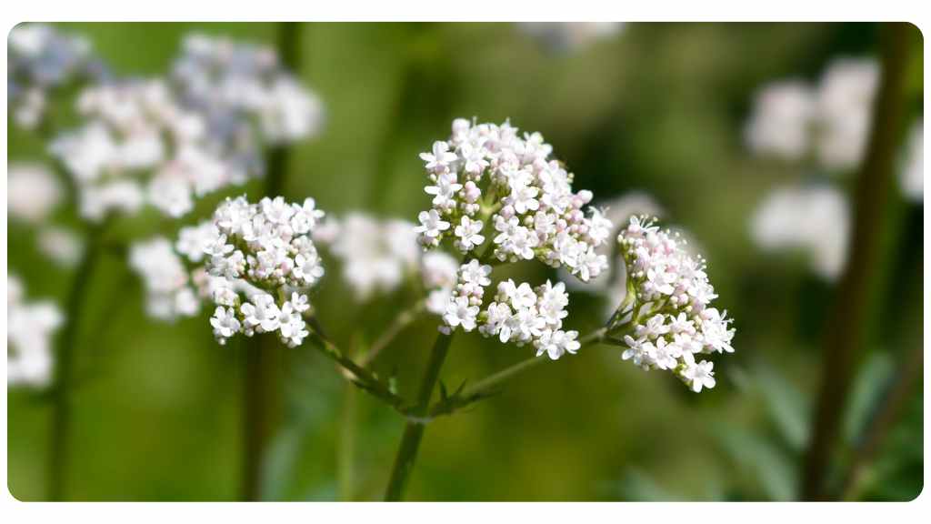 valerian root tea for sleep