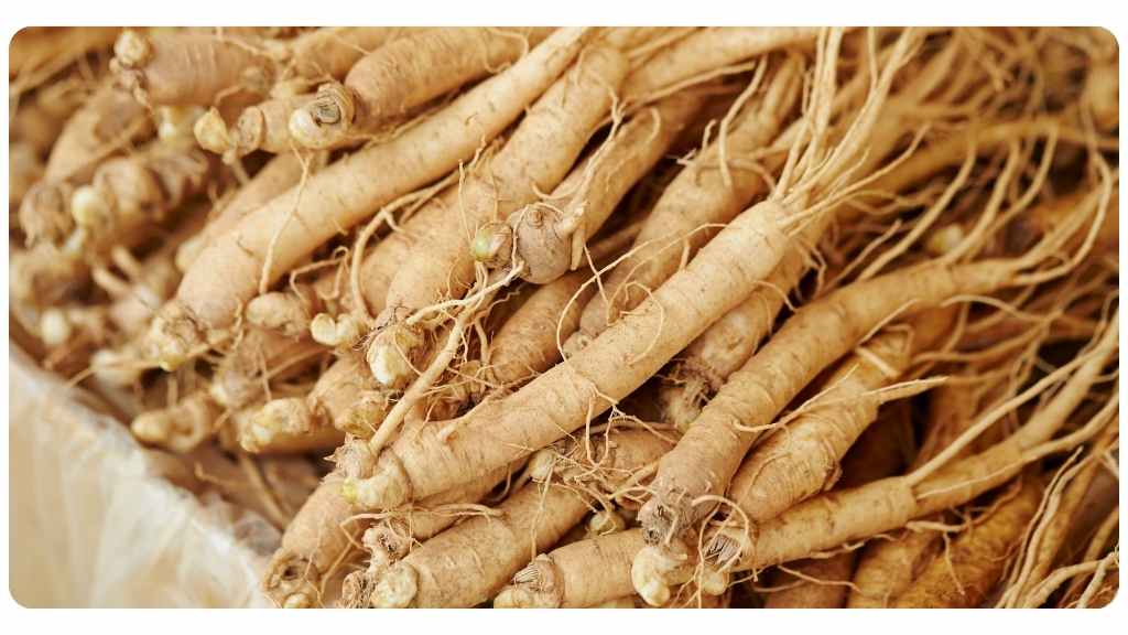 ginseng tea for weight loss