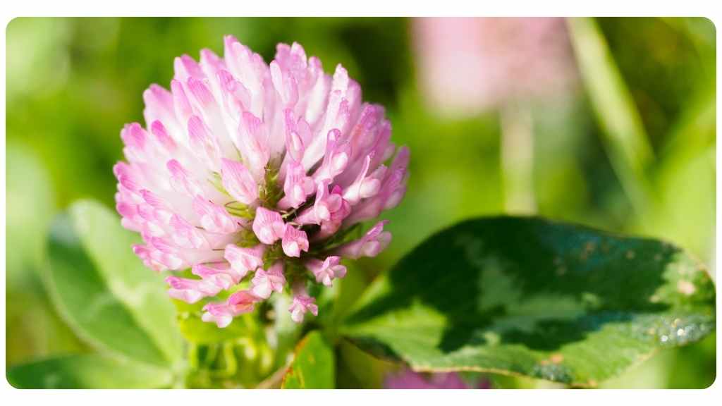 red clover conclusion