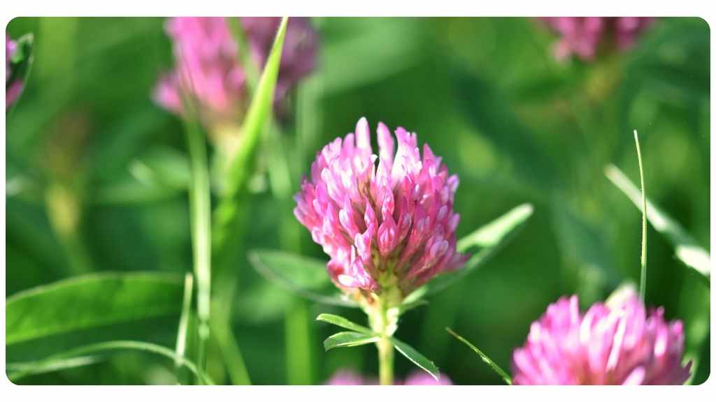 health benefits of red clover