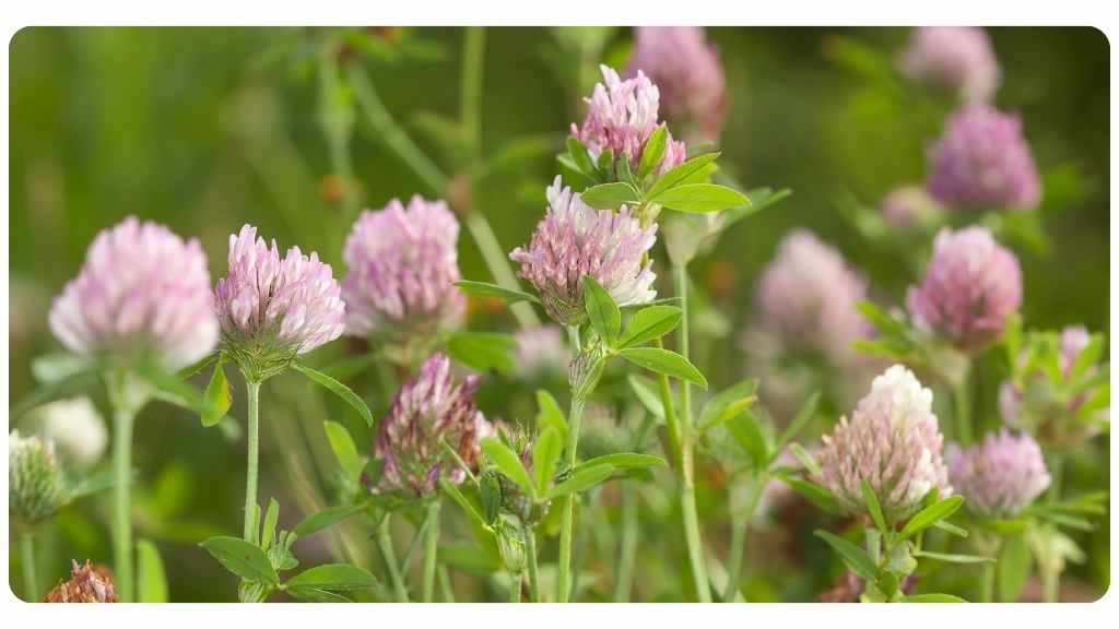 red clover safety