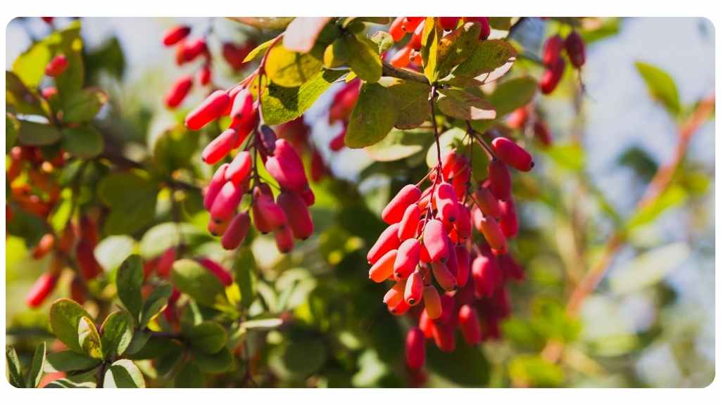 berberine health benefits