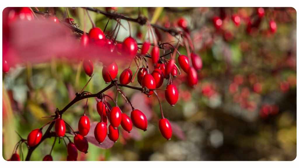 berberine safety and side effects