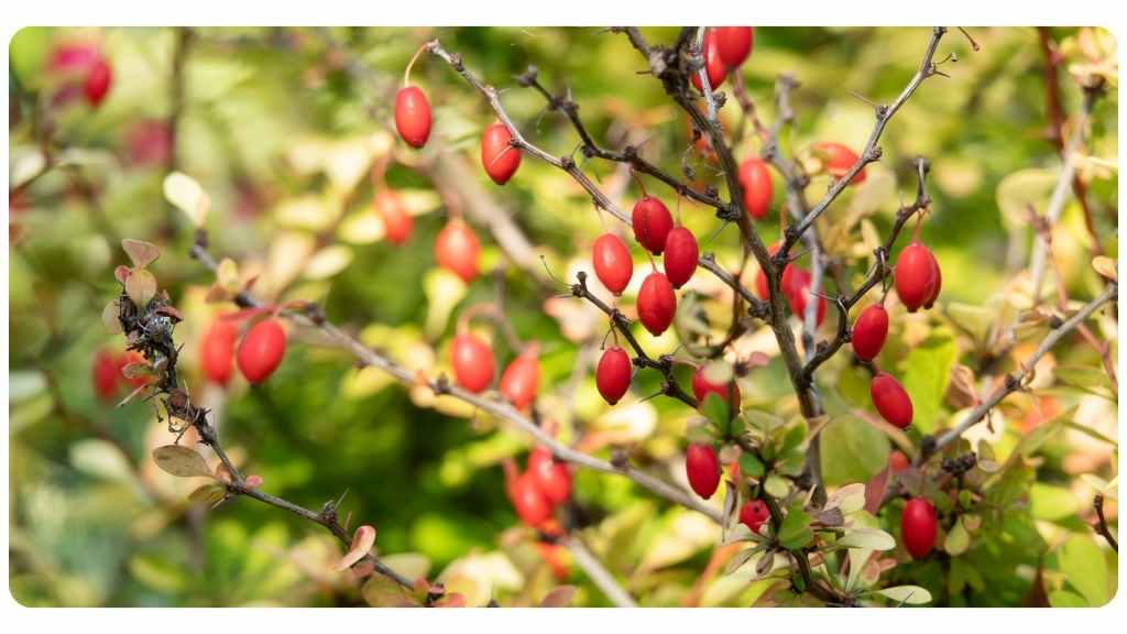 health benefits of taking berberine