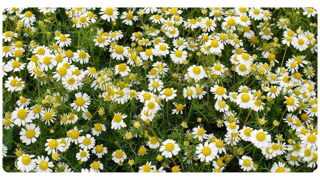chamomile tea