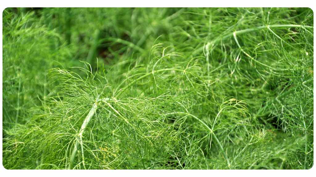 herbal remedies for an upset stomach
