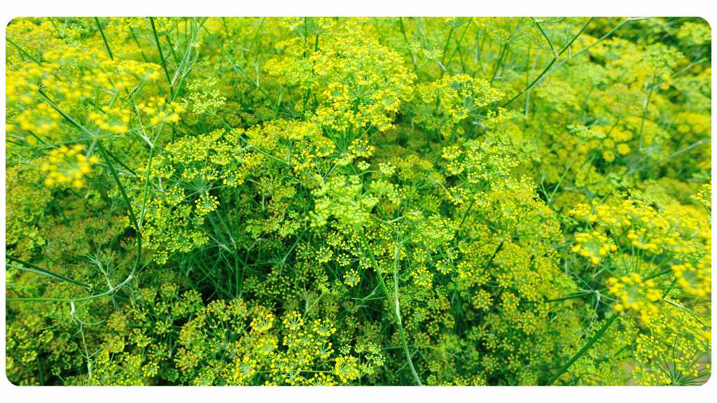 fennel tea