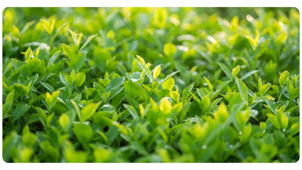 green tea