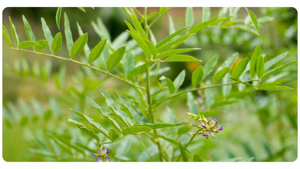 best teas for upset stomachs