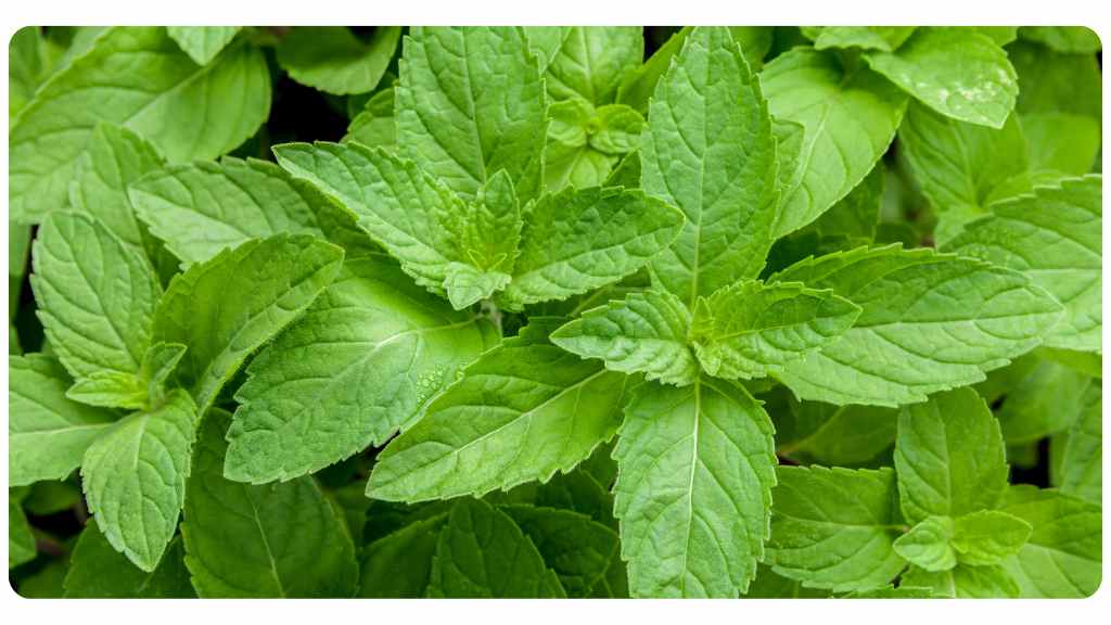 peppermint tea 