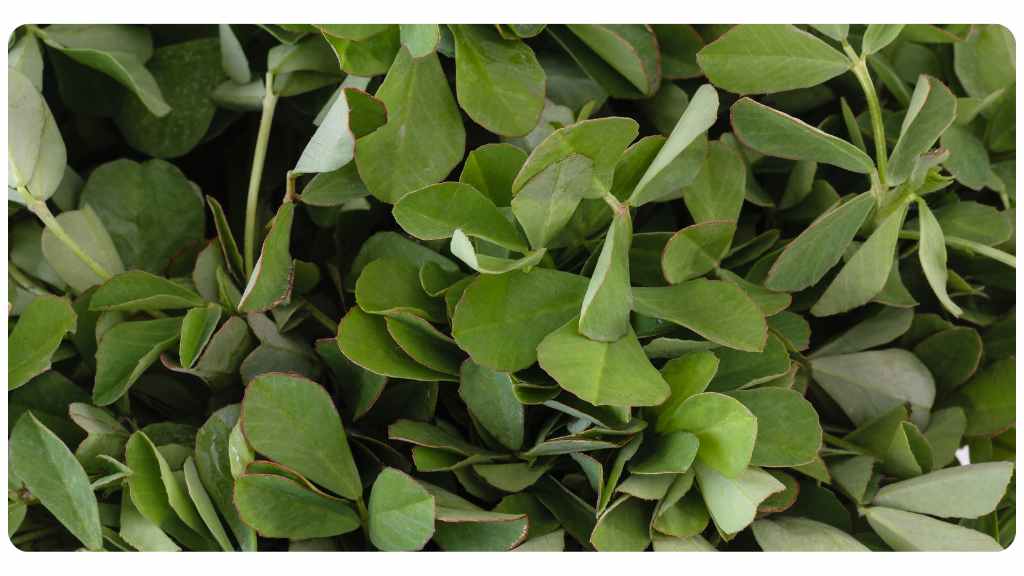 health benefits of fenugreek