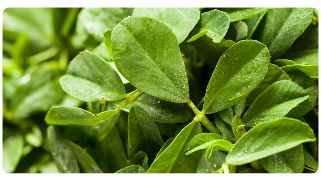 fenugreek safety