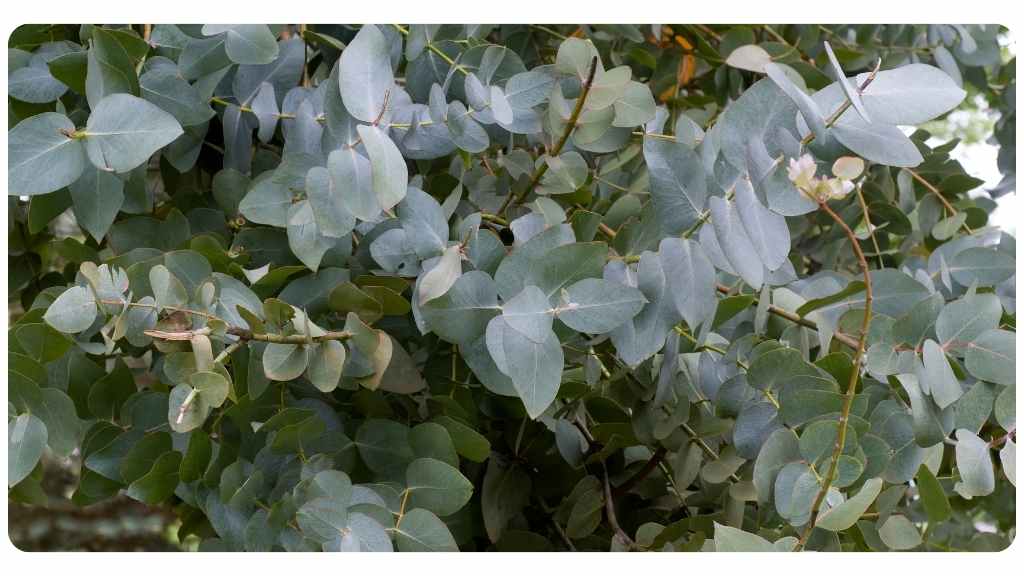 eucalyptus tea