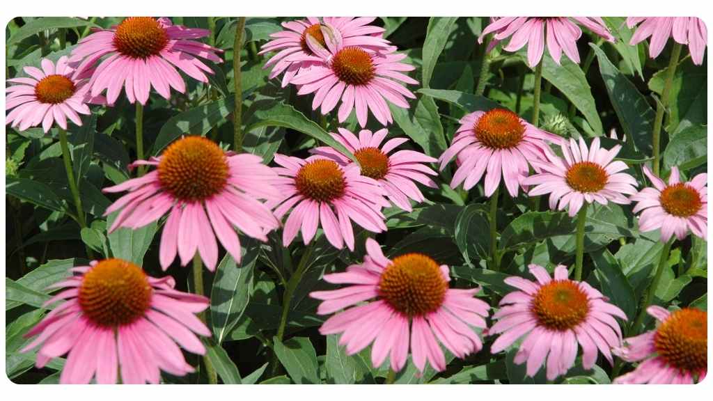 echinacea tea