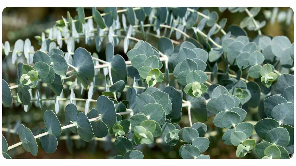 eucalyptus for congestion
