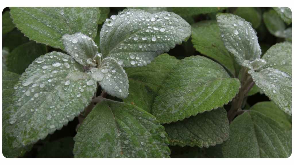 peppermint tea