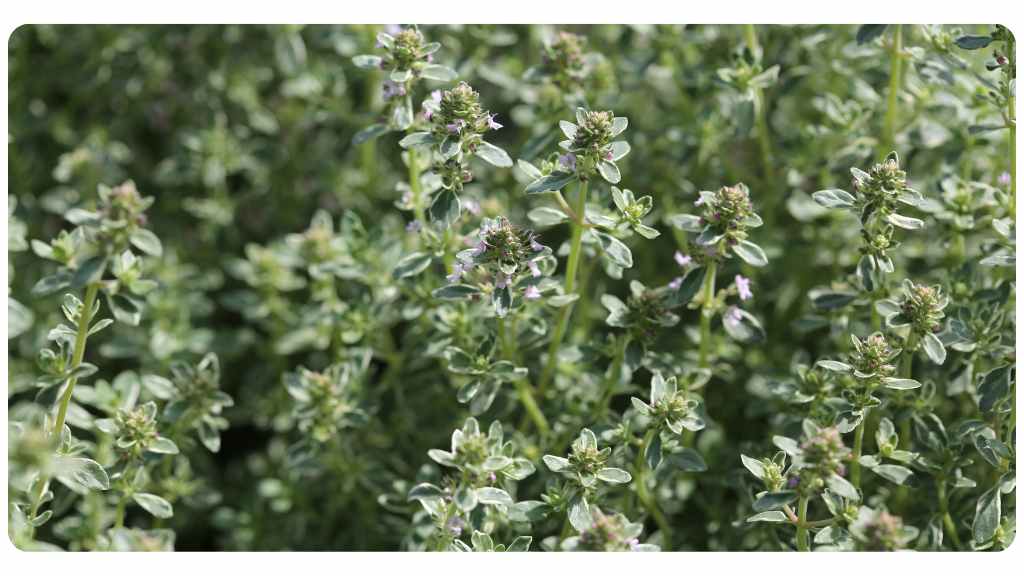 thyme tea for congestion