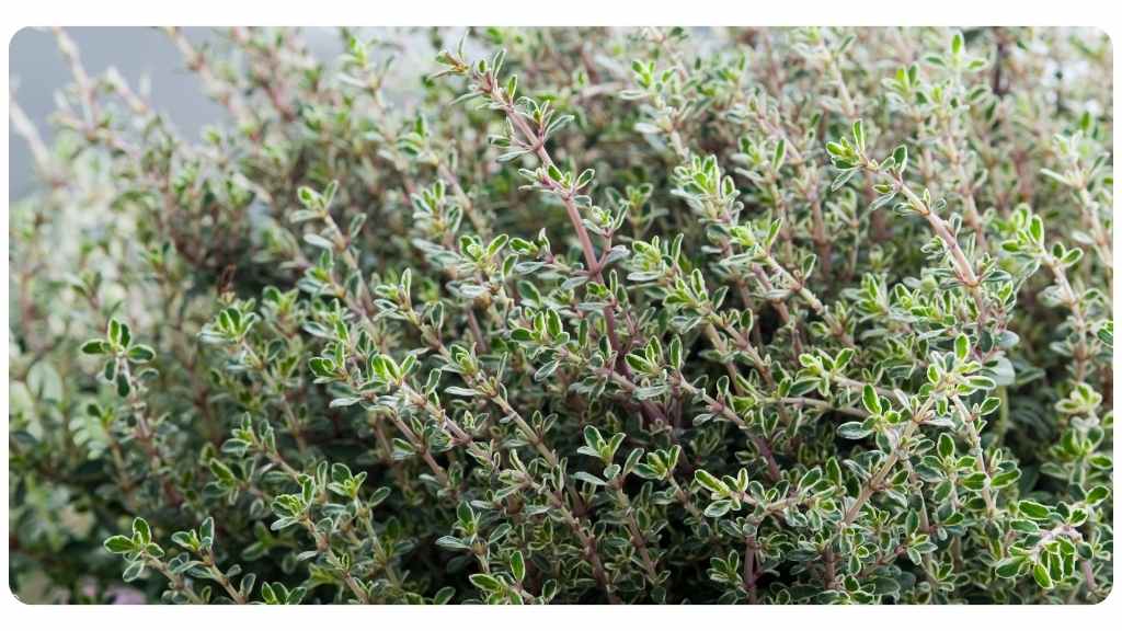 thyme tea