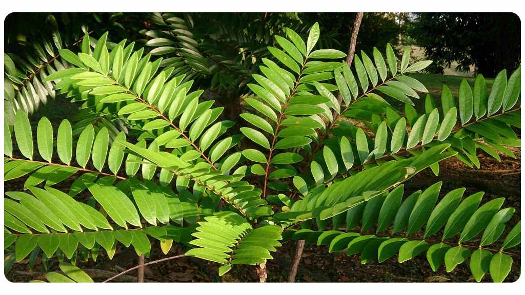 tongkat ali benefits for women's health