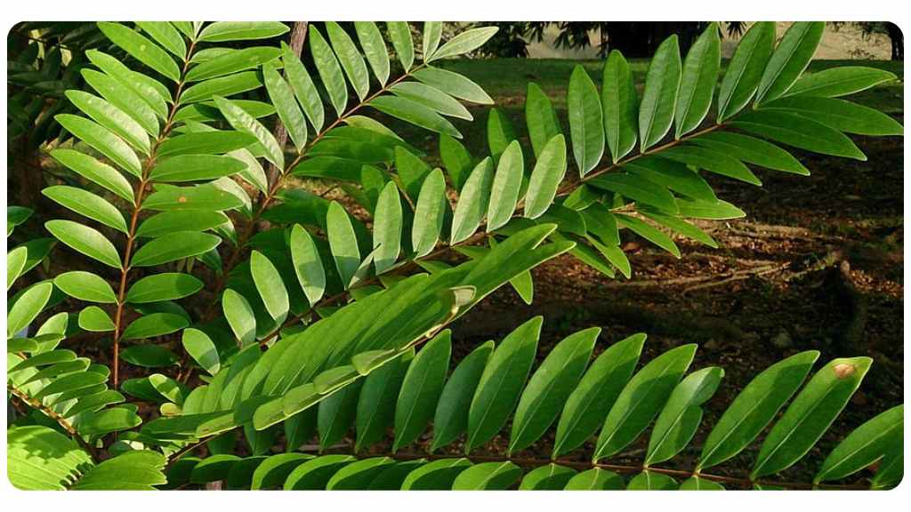 many health benefits of taking tongkat ali